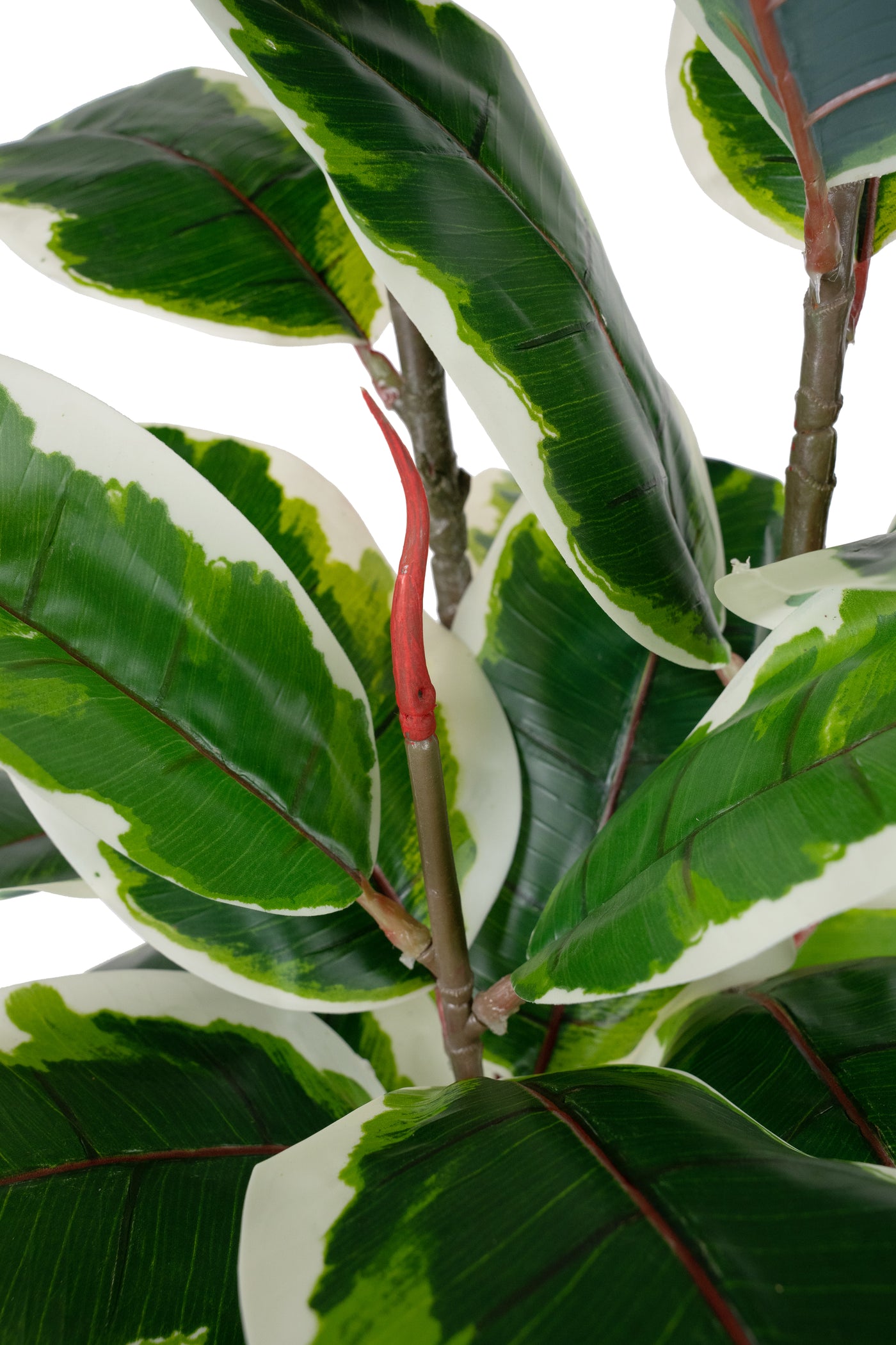 Copac artificial H160cm Ficus elastica variegat cu 61 frunze verde cu alb