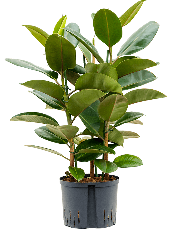 Ficus elastica robusta 3pp D55xH90 cm