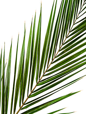 Frunza de palmier Phoenix canariensis 175 cm