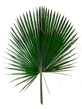 Frunza de palmier Washingtonia 85 cm