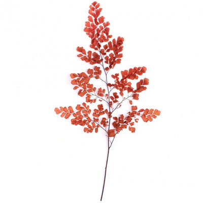 Frunze conservate de feriga Lutti H20-30 cm. caramiziu