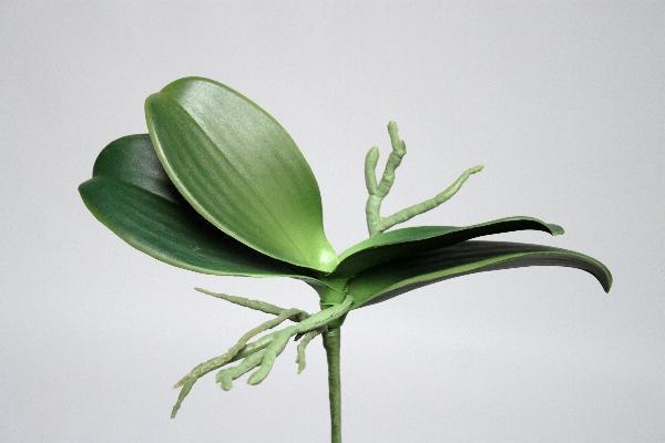 Frunze artificiale de Orhidee Phalaenopsis 13,5 cm HO