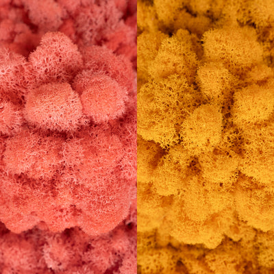 Licheni curatati si fara radacina in 2 culori 500g NET, calitate ULTRA PREMIUM, roz corai RR32 cu