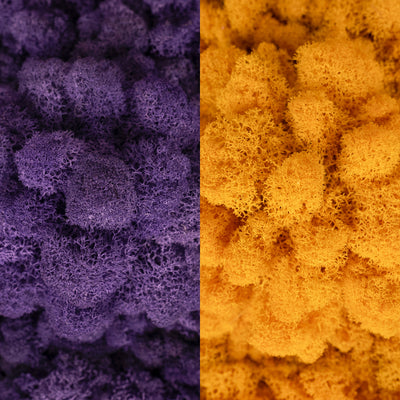 Licheni curatati si fara radacina in 2 culori 500g NET, calitate ULTRA PREMIUM, mov purpuriu RR17 cu