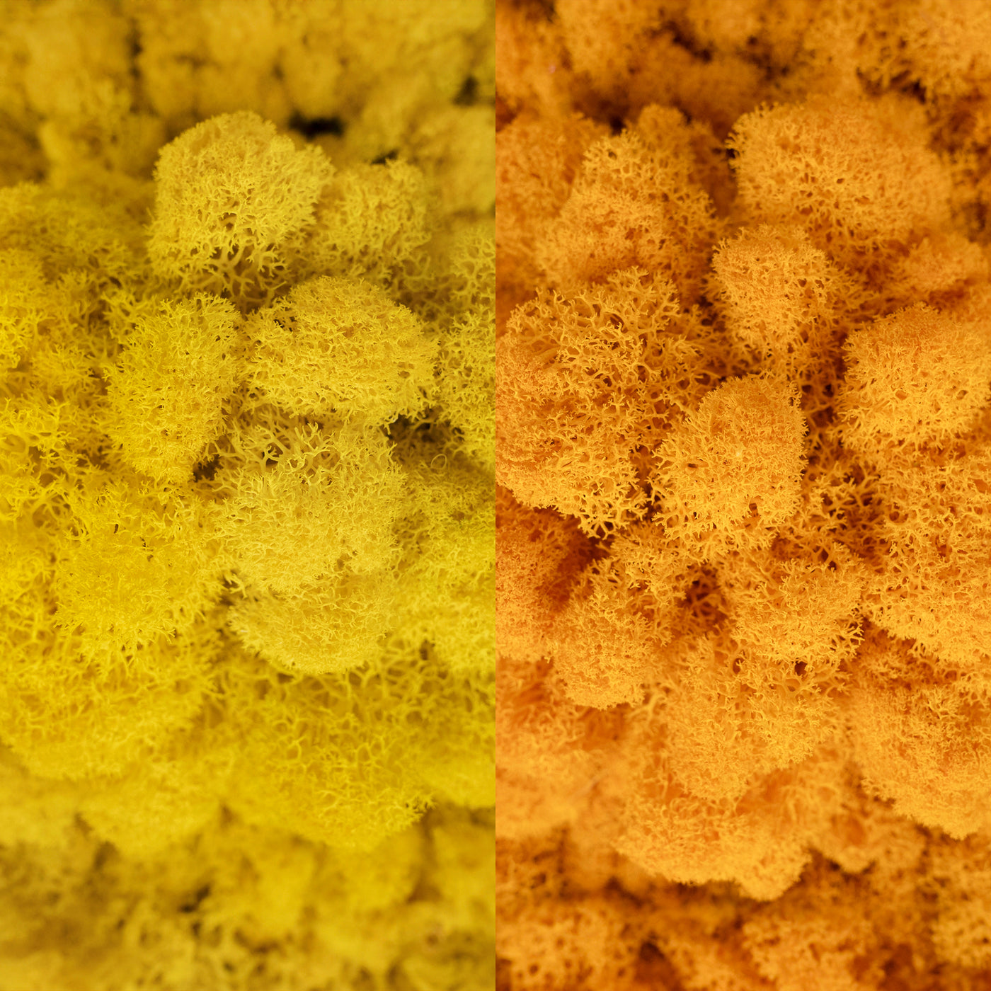 Licheni curatati si fara radacina in 2 culori 500g NET, calitate ULTRA PREMIUM, galben lemon deschis RR09 cu
