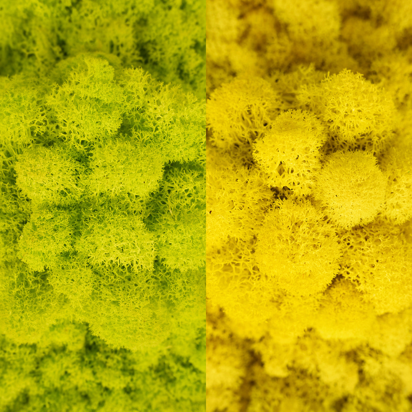 Licheni curatati si fara radacina in 2 culori 500g NET, calitate ULTRA PREMIUM, verde bitter lemon RR38 cu