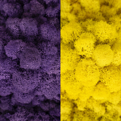 Licheni curatati si fara radacina in 2 culori 500g NET, calitate ULTRA PREMIUM, mov purpuriu RR17 cu