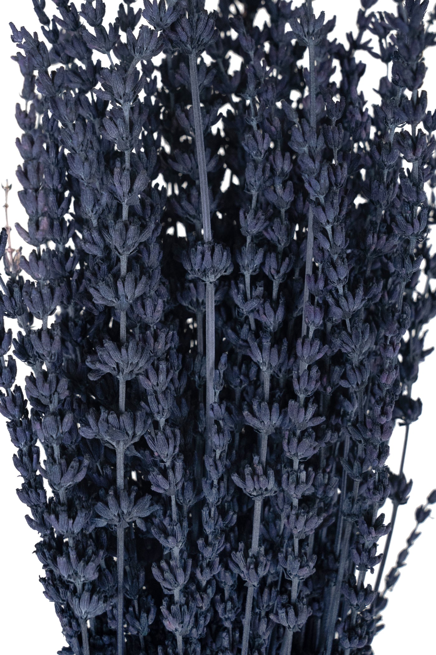 Lavanda conservata H50-60 cm. albastru inchis