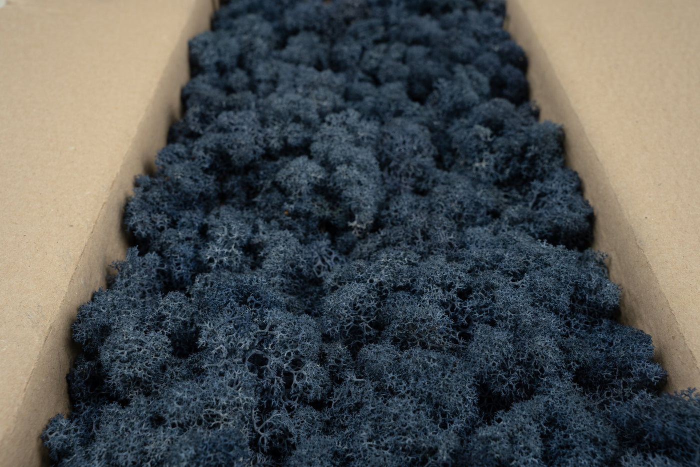 Licheni conservati cu radacina 500 g albastru, 10 cutii acopera 1 mp