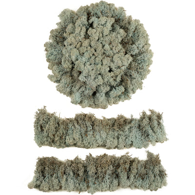 Licheni conservati cu radacina 500 g albastru gheata, 10 cutii acopera 1 mp
