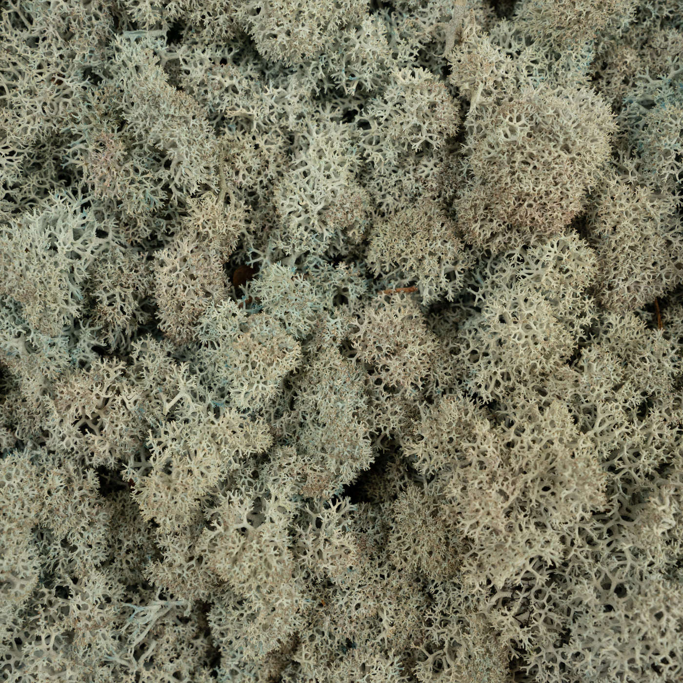 Licheni conservati cu radacina 500 g albastru gheata, 10 cutii acopera 1 mp