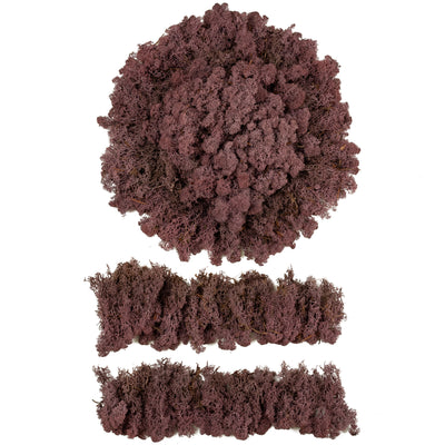 Licheni conservati cu radacina 500 g mov erica, 10 cutii acopera 1 mp