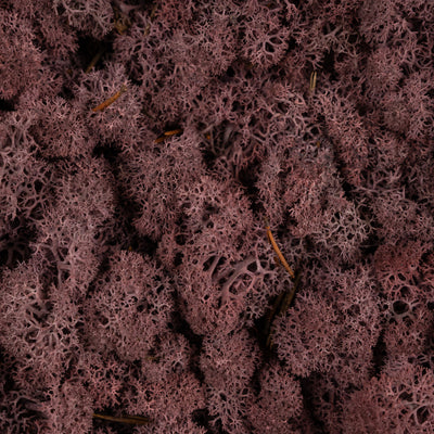 Licheni conservati cu radacina 500 g mov erica, 10 cutii acopera 1 mp