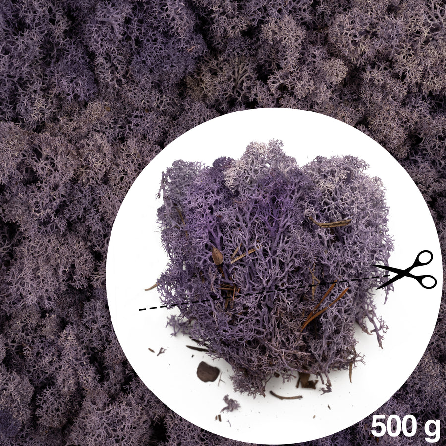 Licheni conservati 0.5kg. mov purpuriu-culoare neuniforma