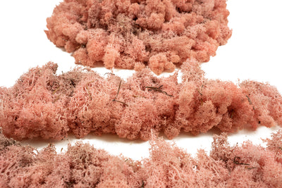 Licheni conservati cu radacina 500 g roz, 10 cutii acopera 1 mp