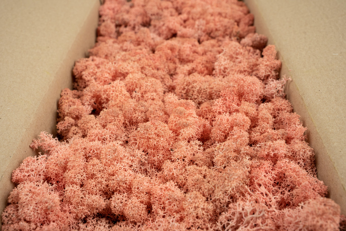 Licheni conservati cu radacina 500 g roz, 10 cutii acopera 1 mp