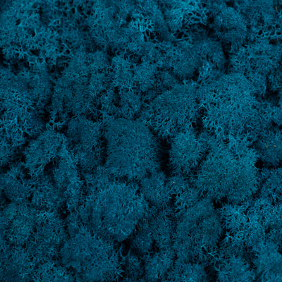 Licheni curatati si fara radacina conservati 500g NET, calitate PREMIUM, albastru clasic mediu RR15M