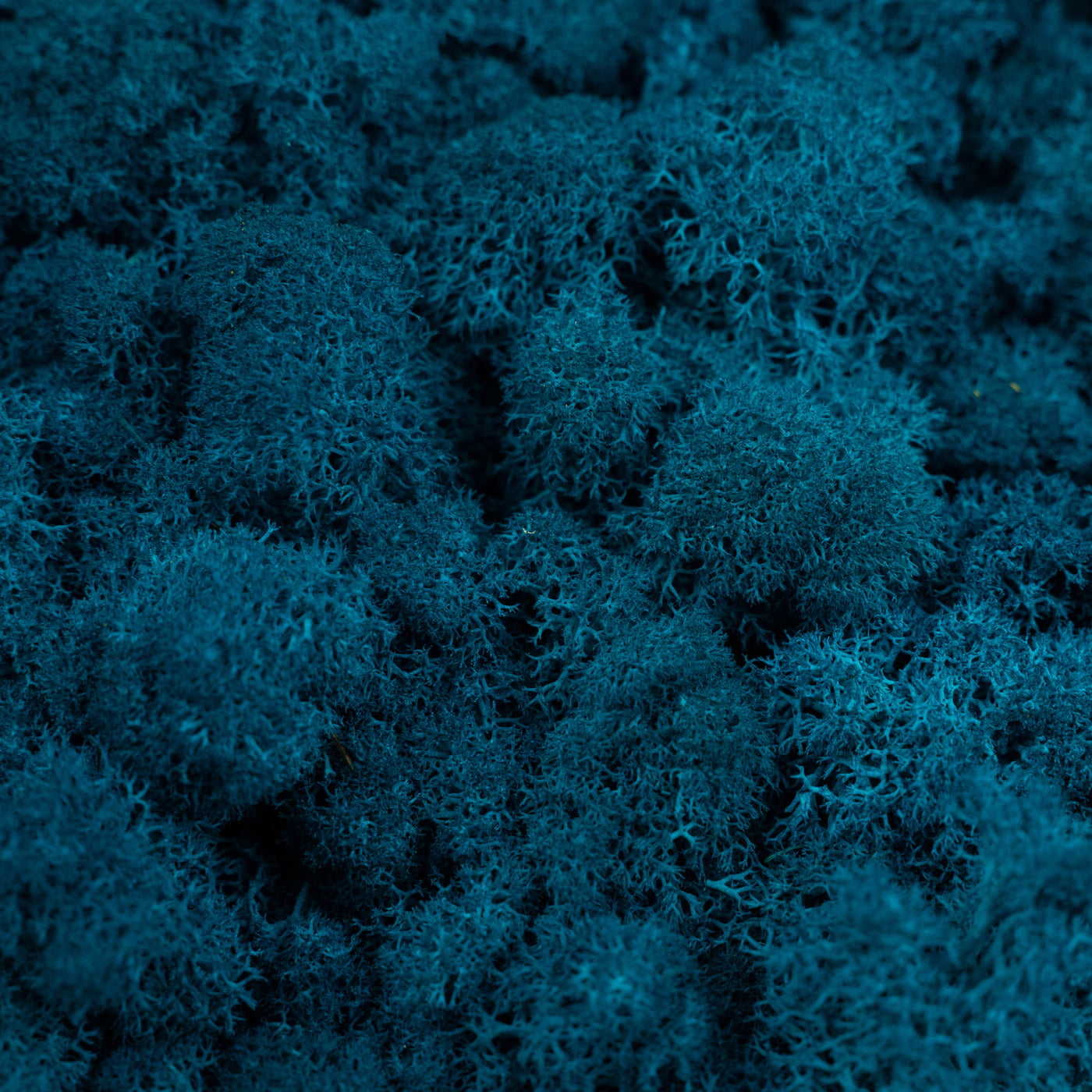 Licheni curatati si fara radacina conservati 500g NET, calitate PREMIUM, albastru clasic mediu RR15M