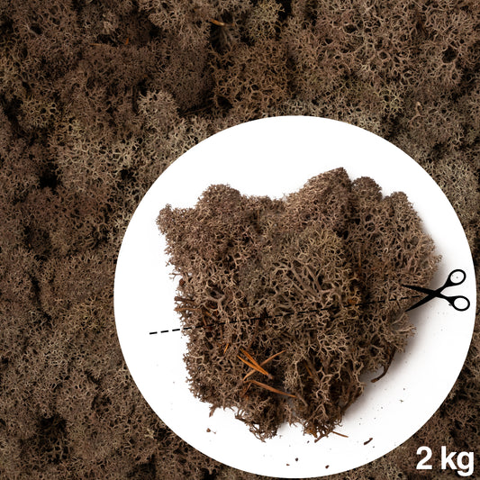 Licheni conservati necuratati cu radacina 2kg. maro
