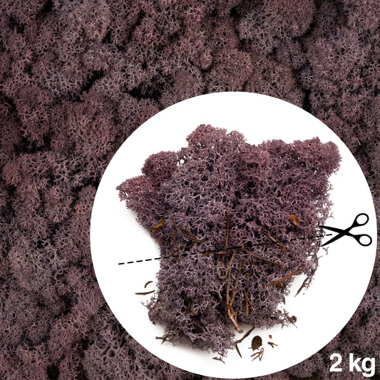 Licheni conservati necuratati cu radacina 2kg. mov indigo