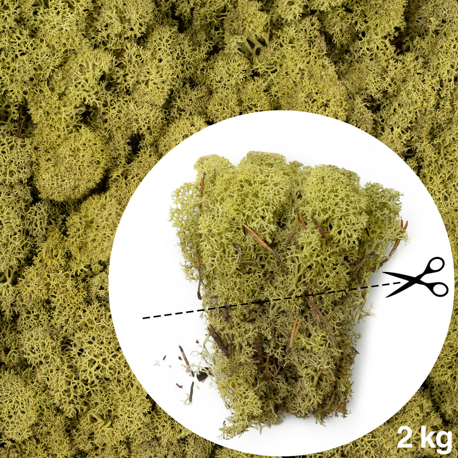 Licheni conservati necuratati cu radacina 2kg. verde maslin