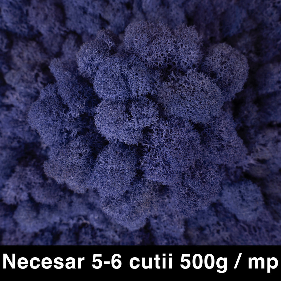 Licheni curatati si fara radacina conservati 500g NET. calitate ULTRA PREMIUM. albastru violet RR18