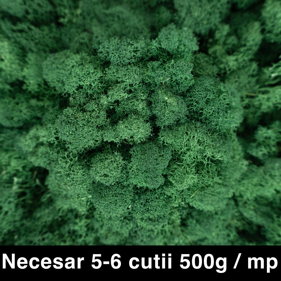 Licheni curatati si fara radacina conservati 500g NET. calitate ULTRA PREMIUM. verde catifea deschis RR74