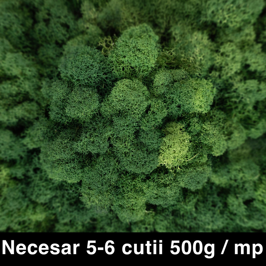 Licheni curatati si fara radacina conservati 500g NET. calitate ULTRA PREMIUM. verde inchis RR01