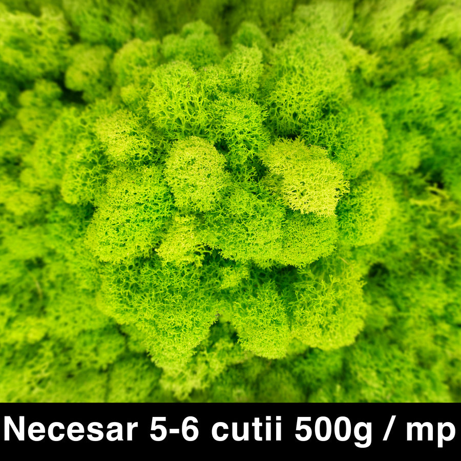 Licheni curatati si fara radacina conservati 500g NET. calitate ULTRA PREMIUM. verde intens deschis cu verde neon RR75