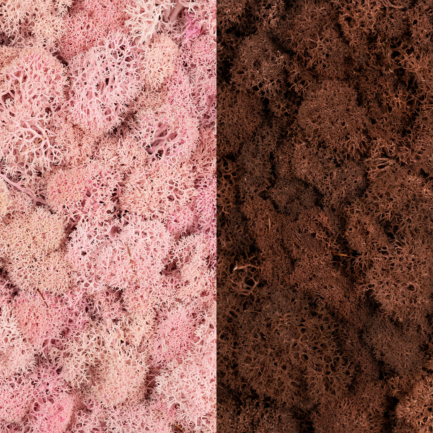 Licheni curatati si fara radacina in 2 culori 500g NET, calitate ULTRA PREMIUM, roz pal RR31 cu