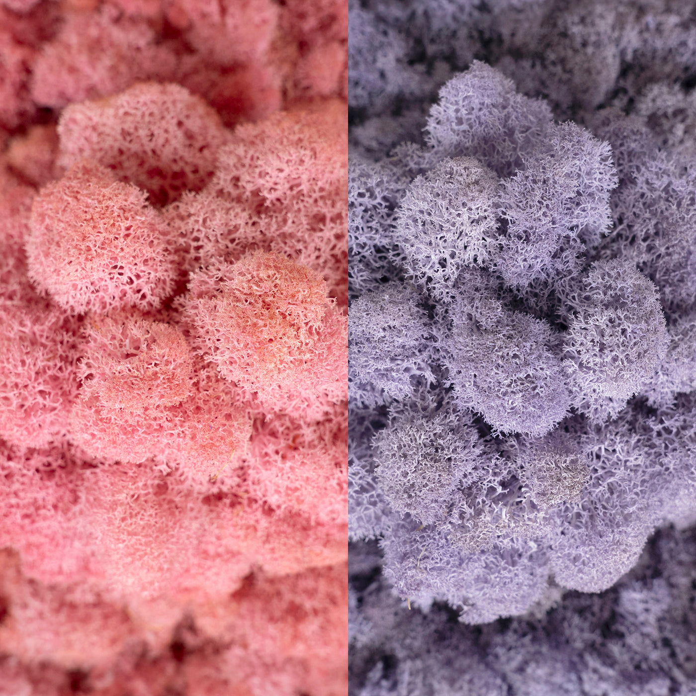 Licheni curatati si fara radacina in 2 culori 500g NET, calitate ULTRA PREMIUM, roz deschis RR21 cu