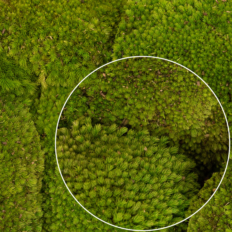 Muschi conservati bombati 185g cu acoperire 0.144mp. verde deschis RR4