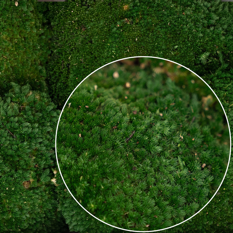 Muschi conservati bombati 185g cu acoperire 0.144mp. verde inchis RR1