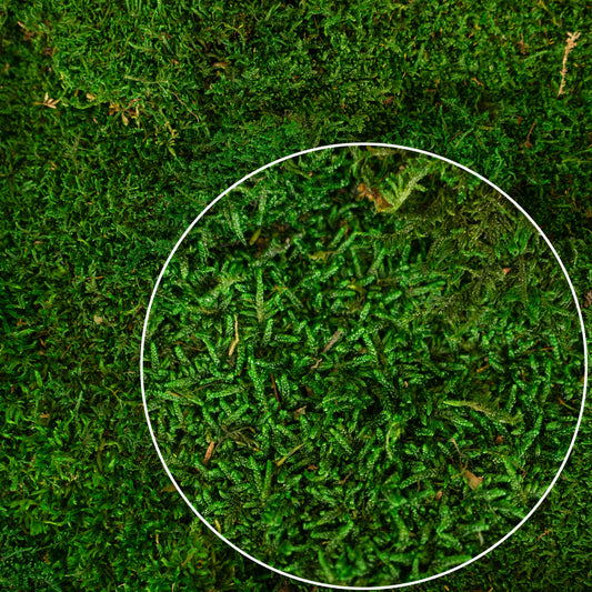 Muschi conservati plati 2.5kg. verde inchis