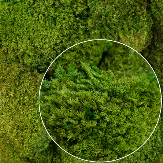 Muschi stabilizati forma bombata verde mat. acopera 0.2 mp