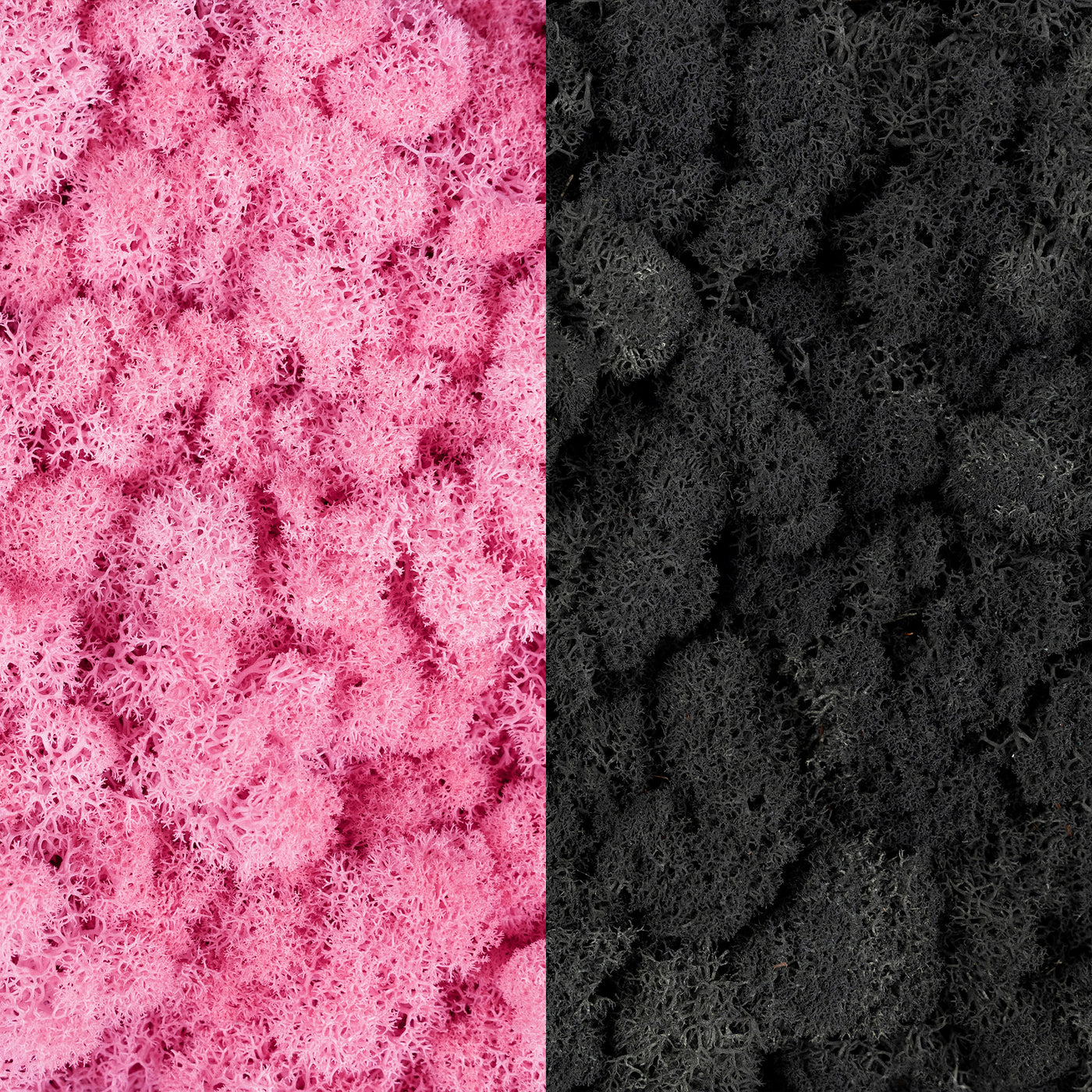Licheni curatati si fara radacina in 2 culori 500g NET, calitate ULTRA PREMIUM, roz clasic RR26 cu