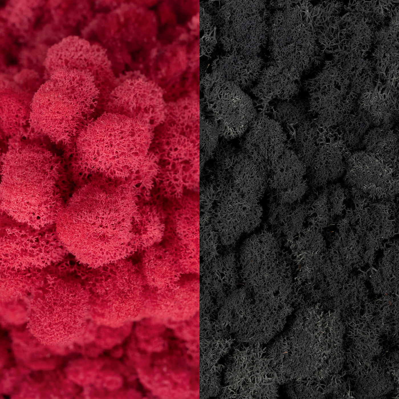 Licheni curatati si fara radacina in 2 culori 500g NET, calitate ULTRA PREMIUM, roz corai inchis RR30 cu