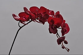 Orhidee artificiala rosie D10x8x5xH102 DE
