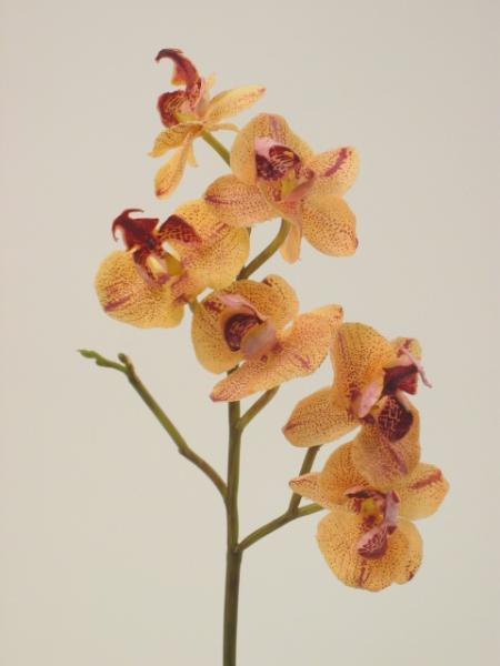 Orhidee artificiala galben-piersica Phalaenopsis D6xH50 cm HO