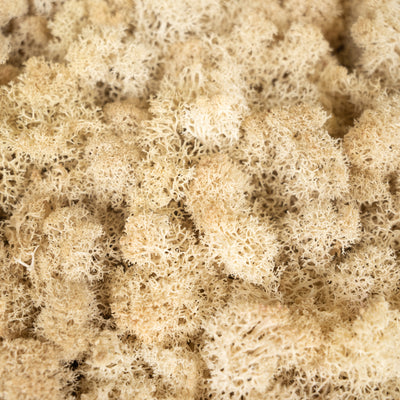 Licheni stabilizati panou 30x30 cm crem, gata lipiti