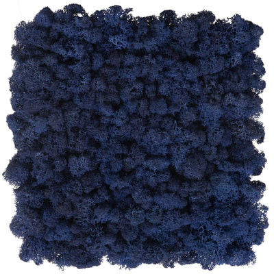 Licheni stabilizati panou 30x30 cm albastru cobalt, gata lipiti