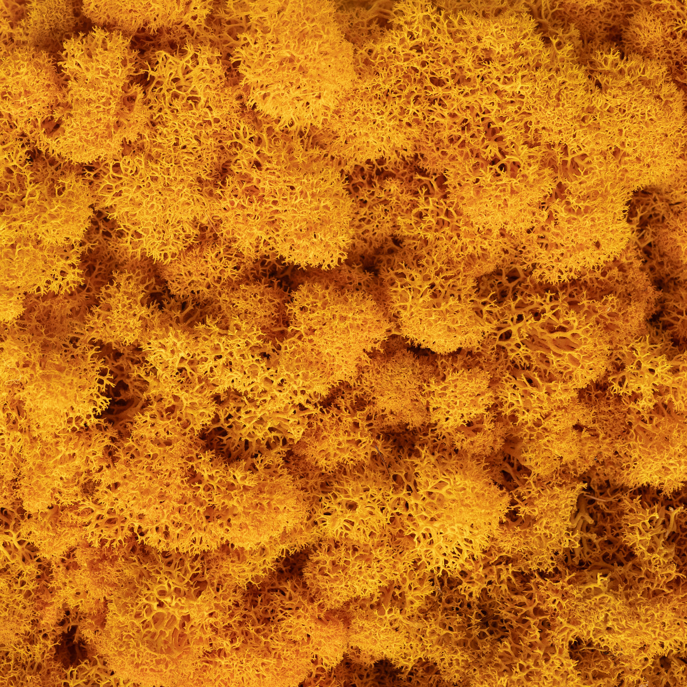 Licheni stabilizati panou 30x30 cm galben arsenic, gata lipiti