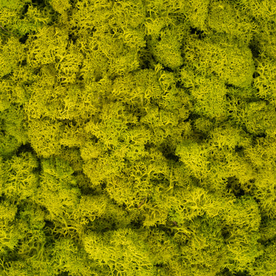 Licheni stabilizati panou 30x30 cm verde primavera, gata lipiti
