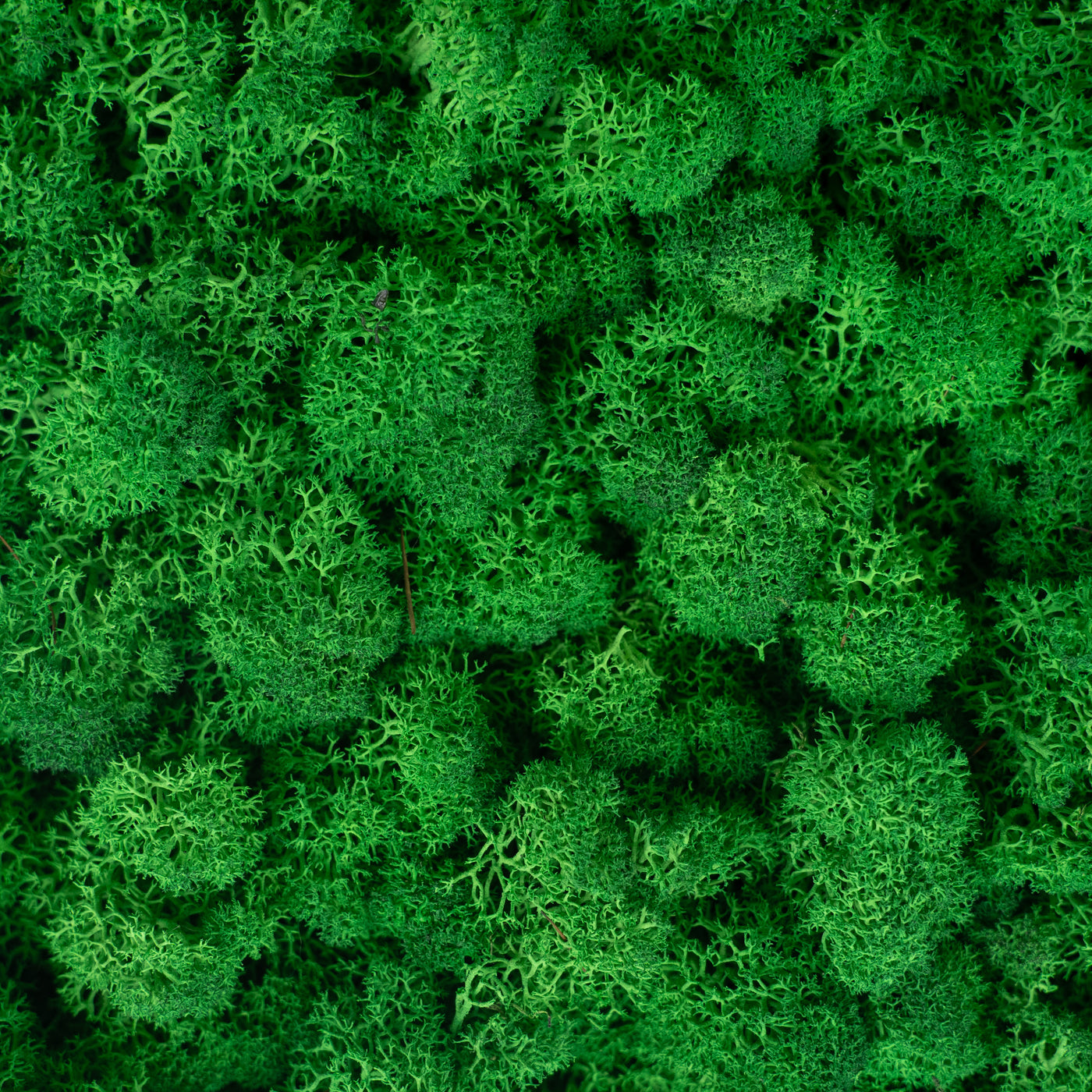 Panou licheni conservati 30x30 cm verde smarald mediu