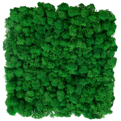 Panou licheni conservati 30x30 cm verde smarald mediu