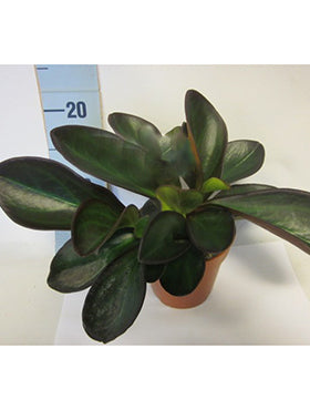 Peperomia clusifolia 20 cm
