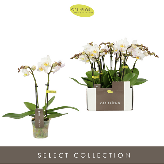 Planta naturala 2-Branches White H25cm Phalaenopsis Multiflora Optifriend Zoë PS7/ in pamant
