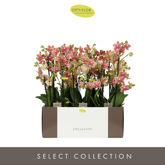 Planta naturala 4-Branches Yellow/Red H45cm Phalaenopsis Multifloratypes Exclusivo Pikachu PS12/ in pamant