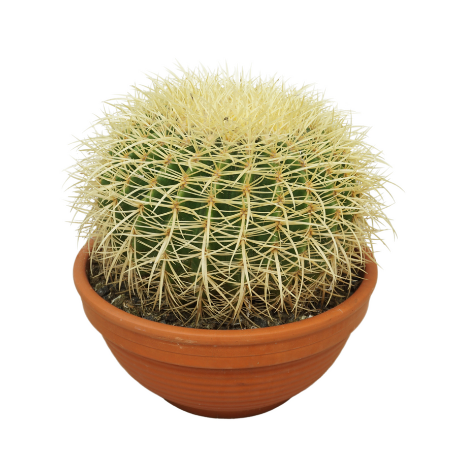 Planta naturala Ball H35cm Echinocactus grusonii PS30/ in pamant