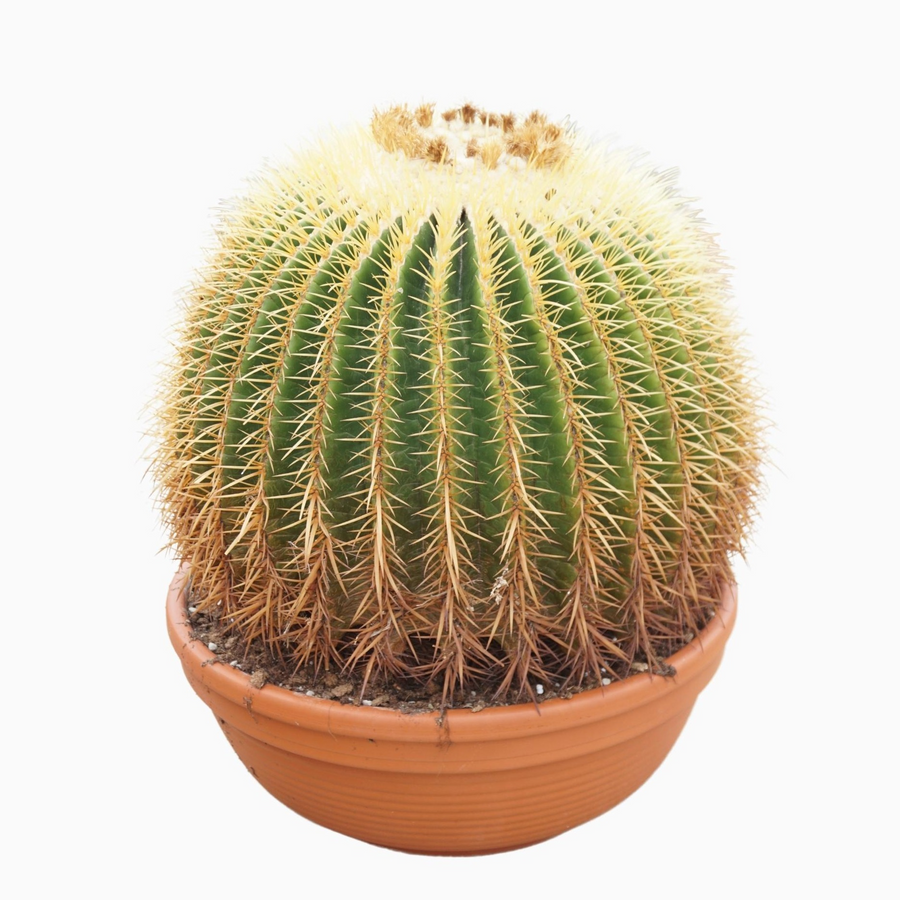 Planta naturala Ball H45cm Echinocactus grusonii PS50/ in pamant
